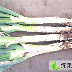 黑龙江绥化大葱 《曾凡平》专业代办