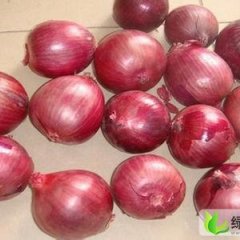 供应金乡库存洋葱质优价廉，诚信合作