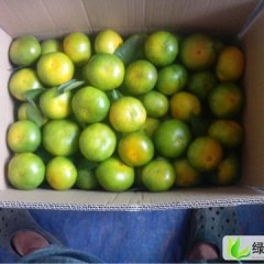 长沙红星水果市场蜜桔代销代购