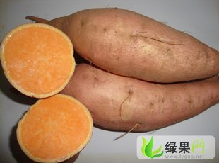 山东临沭苏薯8号：青云镇李长明