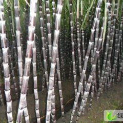 广西宾阳黑皮甘蔗：王灵镇黄生