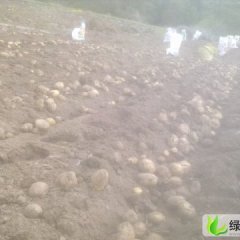 河北围场克新一号：广发永高树坡