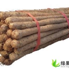 河北省保定市清苑县王盼柱：麻山药