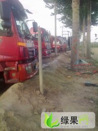 河北省清苑县.麻山药：棒药或籽药、清凉城村李五更