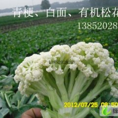 求购青梗白面散花菜(台湾松花菜)