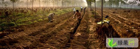 山东巨野铁棍山药：章峰镇商腾飞