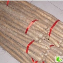 山东定陶白玉山药：中沙海马蒙