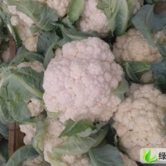 山东安丘雪白60：山口村张万顺