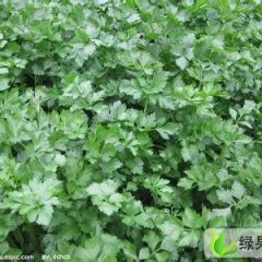 山东阳信美国西芹：县城王先生