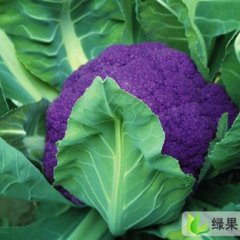 上海津雪88菜花：崇明紫张经理