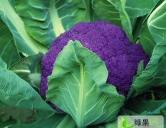 上海津雪88菜花：崇明紫张经理