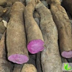 河北清苑紫山药：东闾乡魏志波