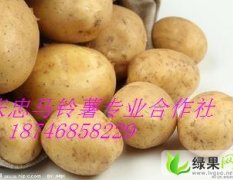 黑龙江讷河中暑5号：土豆 ‘马铃薯产地