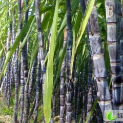 河南睢阳黑皮甘蔗：娄店乡江华林
