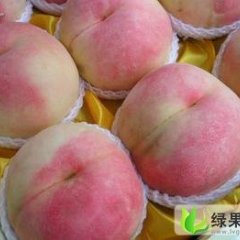 陕西大荔桃王九九：双泉镇李铁牛