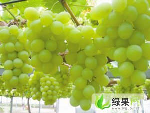 新疆哈密市无核白：军马场杨琳