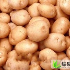 甘肃临洮早大白：站滩乡陈金红