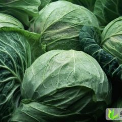 河北万全圆白菜：北辛屯任跑星