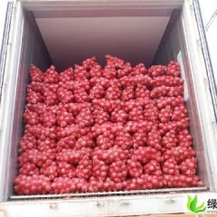 山东临清红皮洋葱：丁马冷隋