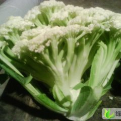 甘肃甘州散花：南关菜王荣