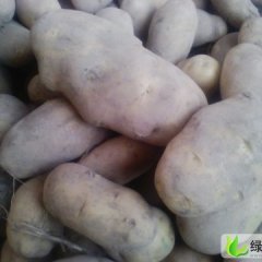 张掖市南关菜市场王荣供应青薯9号