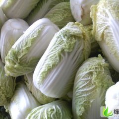 甘肃省张掖市甘州区王荣供应大白菜