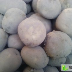 甘肃甘州大西洋：南关蔬王荣