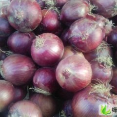 甘肃甘州红皮洋葱：南关菜王荣