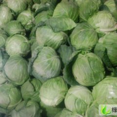 甘肃甘州中甘系列：南关菜王荣