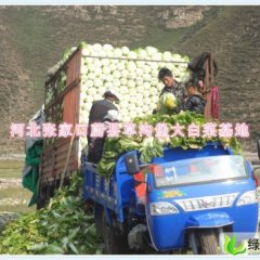 河北蔚县万亩旱地大白菜：草沟堡大白菜 蔚县大
