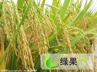 供应绥化 稻米 大米 玉米 大豆