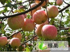 山东平邑大金星：平邑田旺蔬菜