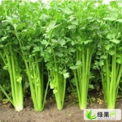 山东禹城美国西芹：四季青刘小波