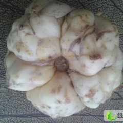 湖南龙山百合：塔泥村余小龙