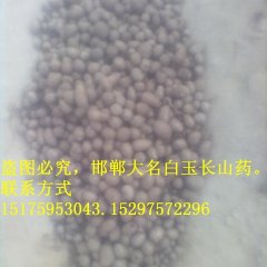 河北大名山药豆：大名府贾纪华