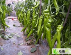 山东青州大棚瓜菜基地大棚辣椒已经上市