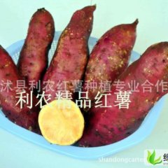 山东临沭苏薯8号：327国李启国