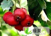 山西绛县大金星：山西运范仲信