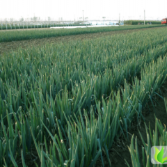 黑龙江桦川铁杆大葱：新城镇程涛