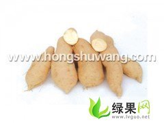 河北新乐苏薯8号：东名村贾令拴