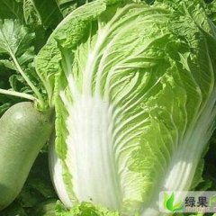 河南通许白菜，胡萝卜