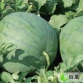 广西武鸣花皮无籽：香山大尹建锋