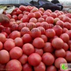 河南延津普粉：辛庄周德磊