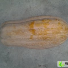 四川汉源密本2号南瓜：四川省黄可