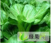 山东聊城油菜大量上市了。