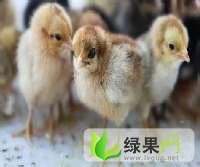 安徽金安土鸡：东桥张生