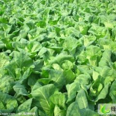 河南武陟中甘21甘蓝：北郭乡管学军