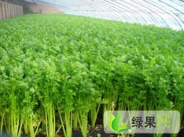 河北滦南美国西芹：安各庄马先生