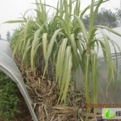 河南夏邑黑皮甘蔗：北岭镇韩蒙蒙