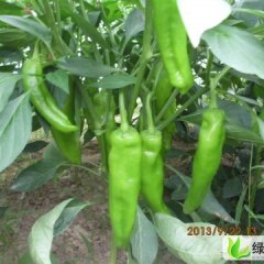 河南夏邑砀椒三号：北镇乡王园园